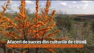 O comună din Neamţ a devenit capitala mondială a cătinei