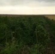 Captură record de canabis făcută de poliţiştii români. DOUĂ TONE pe un câmp din Mehedinţi!