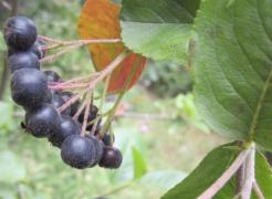 Copii intoxicaţi cu mătrăgună! Unul dintre micuţii de doar 7 ani a murit (VIDEO)