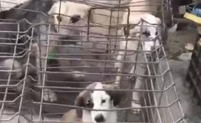 Control la Ovidiu, la padocul pentru câini maidanezi, încheiat cu amenzi foarte mari