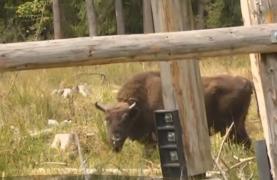 Mai multe şcoli din Neamţ se întrec în competiția "Ana are mere pentru zimbri"