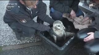 Imagini emoţionante! Pui de focă salvat în ultima clipă din valuri uriaşe, în plină furtună (VIDEO)