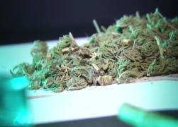 Românii nu mai au teamă şi cultivă cannabis direct pe terenurile agricole. Captură record la Baia Mare