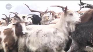 Brânza de Sibiu se face după reţete tradiţionale care păstrează gustul de odinioară