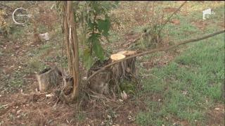 Jaf ca-n codru în Mehedinți. Proprietarii de păduri ar fi ajuns să dea bani pentru propriile lemne de foc