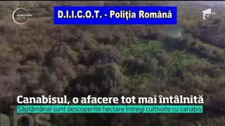 Capturi uriaşe de droguri. Ofiţerii de la Crimă Organizată dau peste tot mai multe culturi de cannabis: 'Se cultivă şi în dulap'