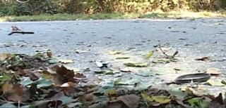 Moarte groaznică în Gorj. Bărbat strivit de un copac abia tăiat. Omul plecase cu bicicleta la cumpărături (VIDEO)