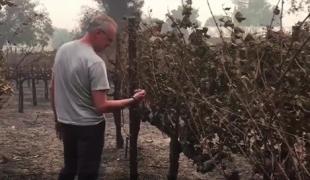 Turismul din California, mistuit de flăcări. Paradisul vinurilor de la Napa Valley pierde miliarde de dolari