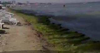 Algele marine ne-ar putea salva! Infecţiile din spitale ar putea dispărea cu ajutorul lor