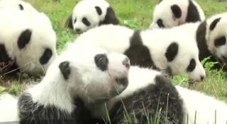 Imagini virale cu 36 de pui panda, care dau pentru prima dată ochii cu lumea (VIDEO)