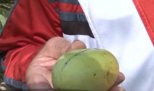 Un bărbat din Dâmboviţa şi-a amenajat în propria curte o grădină botanică în miniatură