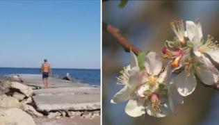 Primăvara din mijlocul toamnei. În Giurgiu, pomii au înflorit a doua oară, iar pe litoral, curajoşii au facut şi baie în mare