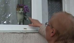 Un executor judecătoresc a pus sechestru pe un apartament, cu tot cu pisica din interior. Felina a rămas captivă opt zile