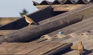 Peste o mie de ciocârlii şi privighetori au fost împuşcate de 8 vânători italieni, pentru satisfacerea papilelor gustative ale gurmanzilor!