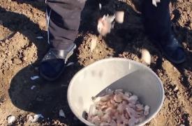 Mafia usturoiului a pus stăpânire pe Râmnicelu, comuna recunoscută ca fiind capitala usturoiului românesc