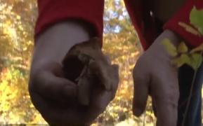 A început sezonul ciupercilor! Iubitorii reuşesc să culeagă zeci de kilograme, pe care le gătesc după reţete inedite