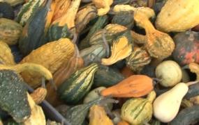 Tărtăcuţele sunt la mare căutare în satele româneşti