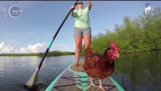O găină din Statele Unite face furori pe valuri! Înaripata practică stand up paddle (VIDEO)