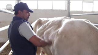 Tauraşi cu certificat de naştere, lângă Craiova. O fermă din Dolj are tauri recunoscuţi peste graniţă pentru materialul seminal