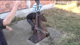 Misiune cu emoţii în Neamţ! Un cal a fost salvat cu excavatorul dintr-o fosă septică (VIDEO)