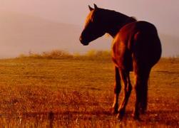 S-a răzbunat CALUL! Ce a făcut animalul după minute în şir în care stăpânul său, un brăilean, l-a bătut