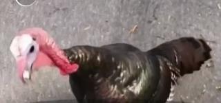 Alertă în mai multe oraşe din Statele Unite! Curcanii sălbatici au invadat străzile şi atacă oamenii (VIDEO)