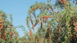 România este cel mai mare producător european de GOJI