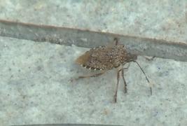 E din nou INVAZIE de gândaci urât mirositori în oraşele din România. Medicii transmit avertismente