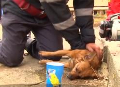 Maşina pompierilor care se întorceau de la o intervenţie a fost lovită de un TIR, din spate. Pompierul argeşean care a salvat o căţeluşă, printre victime