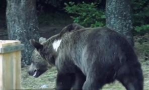 Ursul care a atacat o fată de 14 ani şi un bărbat în Făgăraş a fost relocat de autorităţi, din zona Braşovului