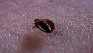 Ploşniţele au invadat căminele universitare din Capitală. Studenţii din Regie se plâng că dorm cu insectele în pat!