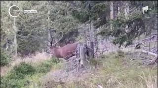 Un spectacol cum rar îţi e dat să vezi în natură, filmat de un angajat al Ocolului Silvic Broşteni, din Suceava