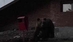 Ursul atacă din nou la Gura Foii din Dâmboviţa! O femeie s-a apărat cu două cratiţe de fiara care a dat buzna în gospodăria sa