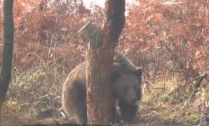 Mai mulţi băcăuani riscă să fie acuzaţi de braconaj, după ce doi urşi s-au prins în capcanele puse în jurul caselor