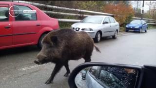 Întâlnire surpriză pe străzile oraşului. Un porc mistreț a ieşit la plimbare prin Petroşani!