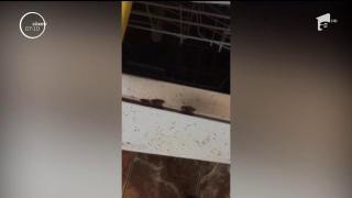 Pizzerie vegetariană din Constanţa, invadată de gândaci!