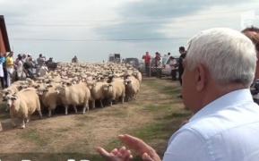 Alege oaia! Ministrul Agriculturii îi îndeamnă pe români să mănânce mai multă carne de oaie