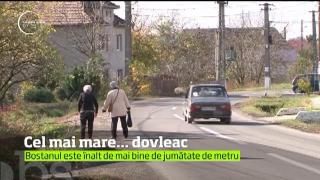 Toamna se numără dovlecii într-un sat din Mureş. Şi nu vorbim despre cei obişnuiţi, ci despre cei uriaşi
