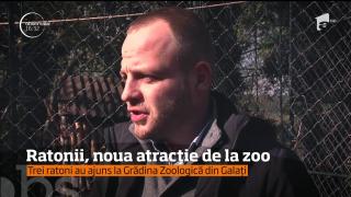 Trei ratoni, noua atracţie de la Grădina Zoologică din Galaţi