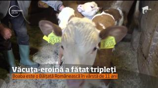 O văcuţă din Deva a devenit mamă-eroină, după ce a dat naştere la trei pui