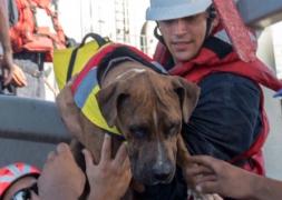 Operaţiune de salvare impresionantă! Un cuplu şi cei doi câini au supravieţuit cinci luni în largul Oceanului Pacific