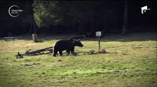 O întreagă comunitate, terorizată de un urs a atacat doi oameni, în Făgăraş. 15 vânători au fost trimişi pe urmele sale