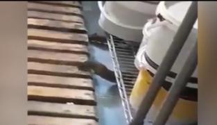 Cofetăria cu şobolani din Brăila şi-a suspendat activitatea, în urma unui control