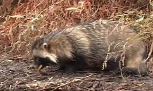 Întâlnire specială în Deltă, unde un grup de pescari au filmat un enot