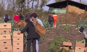 REPORTAJ în comuna care nu mai are asistaţi social, pentru că toţi muncesc într-o Cooperativă Agricolă