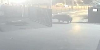 Evadare ca-n filme la grădina zoo! Un hipopotam a ieşit la plimbare (VIDEO)