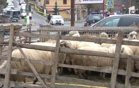 Protest cu oi pe DN1, din cauza urșilor. Localnicii din Comarnic spun că atacurile sălbăticiunilor sunt tot mai dese (VIDEO)