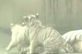 Patru pui de tigru alb, mici vedete în China!