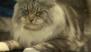 Parada celor mai frumoase pisici! Sute de feline îşi dispută titlul de campioană