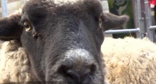 În Piața Obor din Capitală, oaia a fost la putere